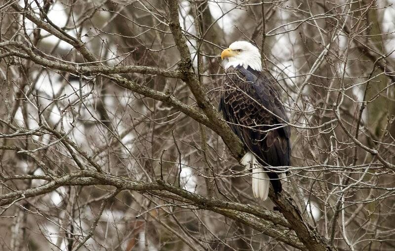 Bald eagles, wiped out in early 20th century, now thrive in Indiana